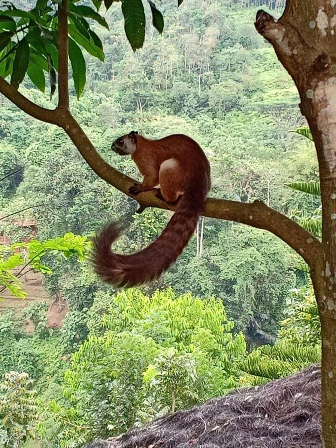 On The Rocks Bungalows, Restaurant And Jungle Trekking Tours Bukit Lawang Exterior foto