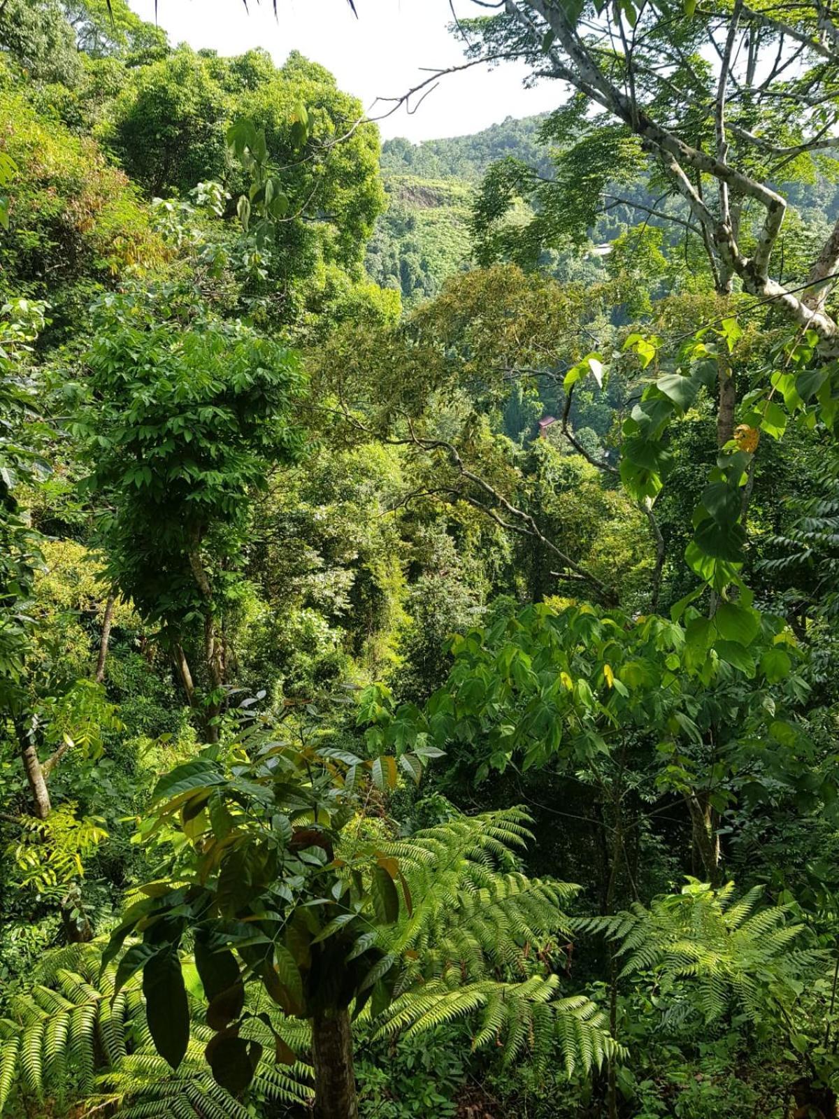 On The Rocks Bungalows, Restaurant And Jungle Trekking Tours Bukit Lawang Exterior foto